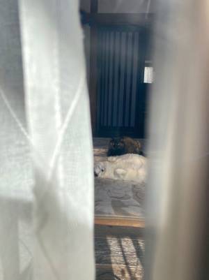 実家の鍵を忘れた女性　家の中を覗き込むと？