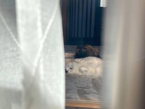 実家の鍵を忘れた女性　家の中を覗き込むと？