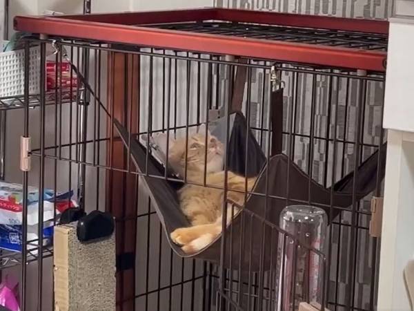 毛づくろいをする子猫　数秒後、すべてを察する！