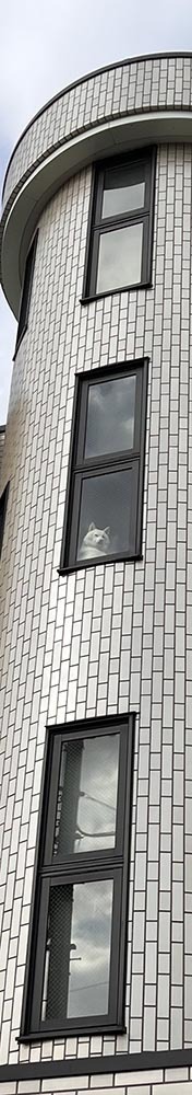 あなたはこの視線に気付けるか！？　正体に「圧が強すぎ」「表情で笑った」