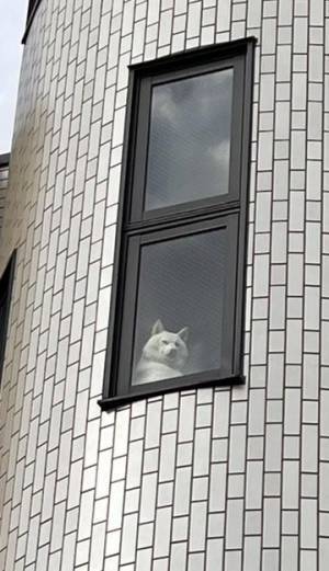 あなたはこの視線に気付けるか！？　正体に「圧が強すぎ」「表情で笑った」