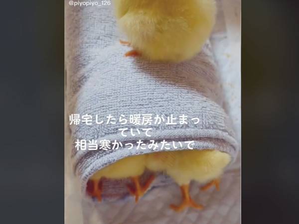タオルの中で暖を取る４匹のヒヨコに「何このかわいさ！」