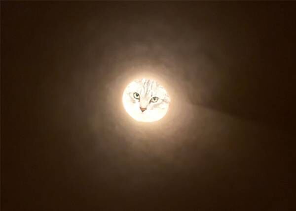 サランラップの中を猫が覗き込むと…　「月なのか神様なのか」「ファンタジーみたい」