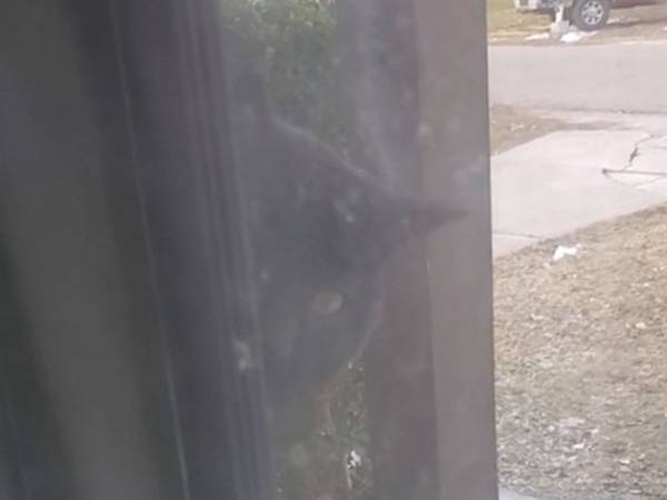 「ごはんくださーい！」　お腹を空かせた野良猫がとった行動にびっくり