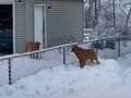 雪が怖い、でも友達に会いたい！　２匹の犬の動画に　「感動して泣いた」