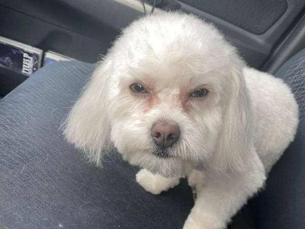 「きみ、誰…？」　トリミングを終えた愛犬の様子がおかしいと思ったら？