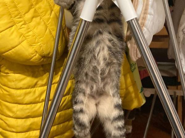 飼い主「どうしてこうなった」　洗濯物干しの上にいた猫に起きたハプニング