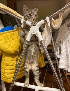 飼い主「どうしてこうなった」　洗濯物干しの上にいた猫に起きたハプニング