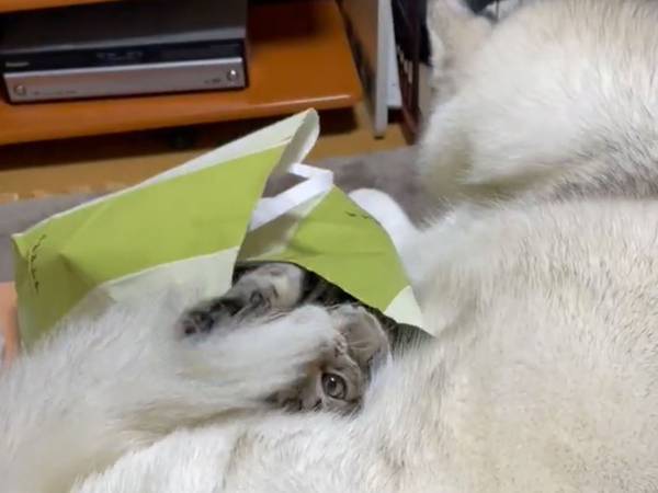 シベリアンハスキーが猫に怒る様子に「見ている自分もビクッとした」