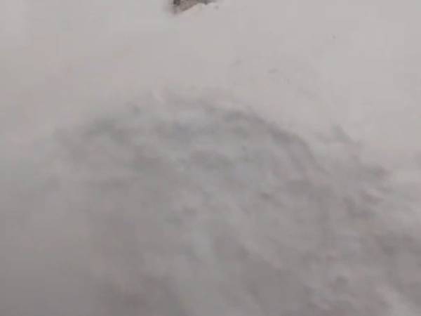 ６０cm以上の大雪の中…　犬の姿に「全力でエンジョイしてる」