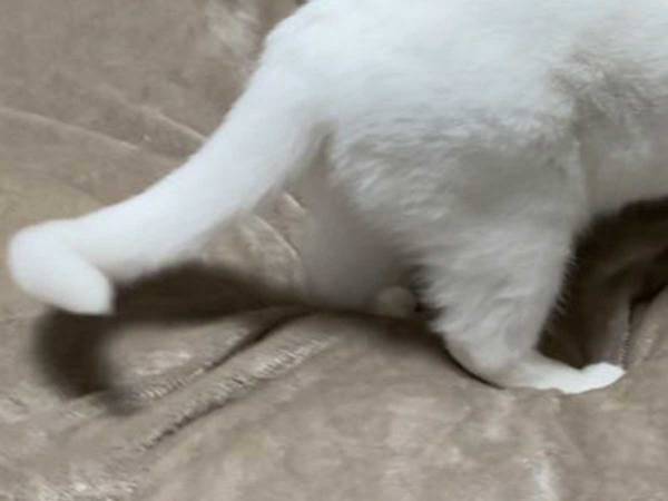 スヤスヤと寝ていた子猫、飼い主に起こされると…？　眉間のしわにご注目ください