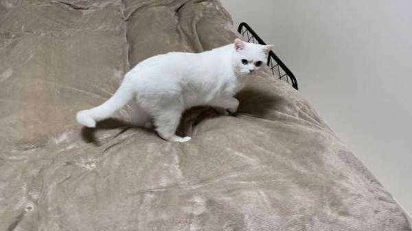 スヤスヤと寝ていた子猫、飼い主に起こされると…？　眉間のしわにご注目ください