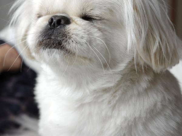 思わず二度寝をうながしたくなる１枚とは？　「これは寝たほうがいい」「笑った」