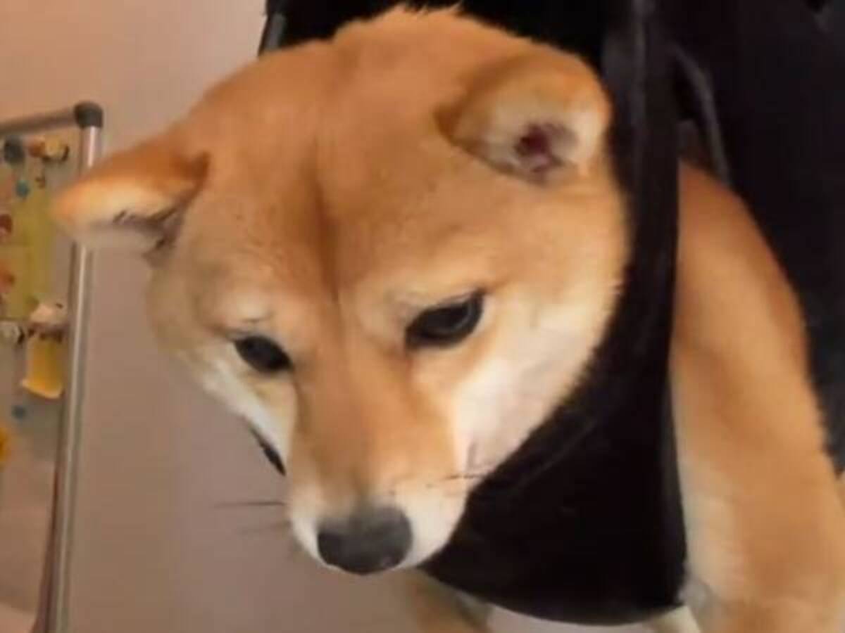 爪切りが苦手な犬に 飼い主が最終兵器 最中の様子が 完全に 無 22年2月9日 ウーマンエキサイト 1 2
