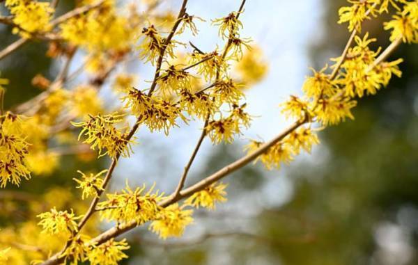 北国の冬の青空に映え、実に美しく、一瞬心を奪われる『コブシ』の花