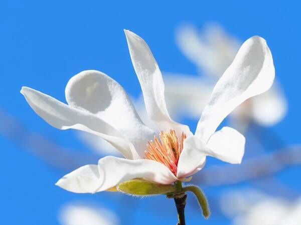 北国の冬の青空に映え、実に美しく、一瞬心を奪われる『コブシ』の花