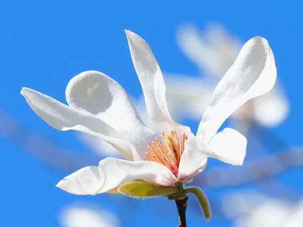 北国の冬の青空に映え、実に美しく、一瞬心を奪われる『コブシ』の花