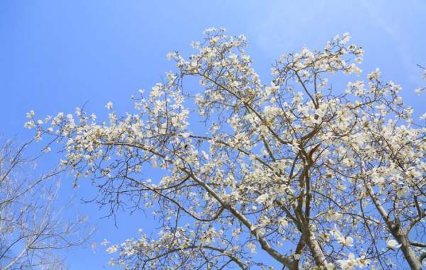 北国の冬の青空に映え、実に美しく、一瞬心を奪われる『コブシ』の花