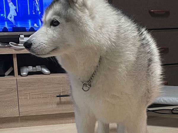 ４本脚で立つシベリアンハスキー　その脚元が？　「ずっと見ていたい可愛さ」