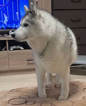 ４本脚で立つシベリアンハスキー　その脚元が？　「ずっと見ていたい可愛さ」