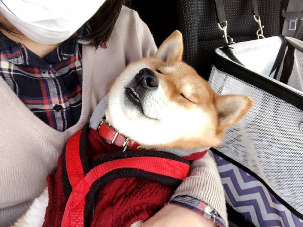 「よく寝られるな」と驚く声も　熟睡する柴犬、しかし実はこの時…
