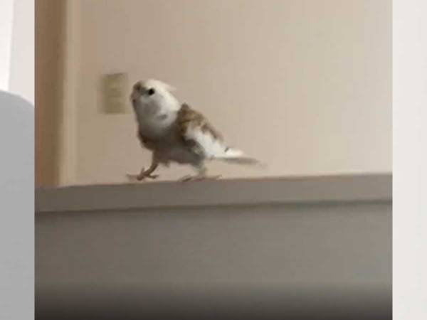 飼い主を『乗りこなす』オカメインコ　１３秒の動画に「うらやましい」「ポケモンみたい」