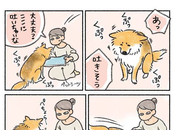 飼い主、呆然…　吐きそうな愛犬の前で、シーツを持って待っていたら？