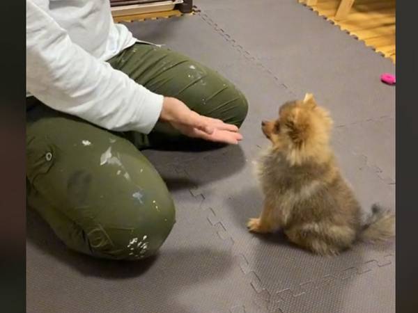 飼い主「５回に１回しか成功しない」　愛犬が見せるお手に「コントみたい」