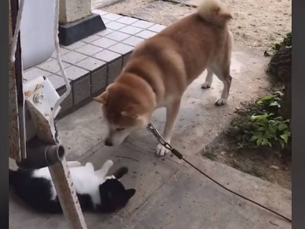 犬に警戒されながらも、突然庭にやって来た猫　その後の展開に「ツッコミどころが多い！」