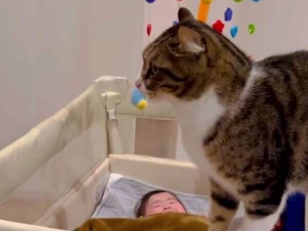 「１００万回、いいねを押したい」　泣いている赤ちゃんに、猫が？