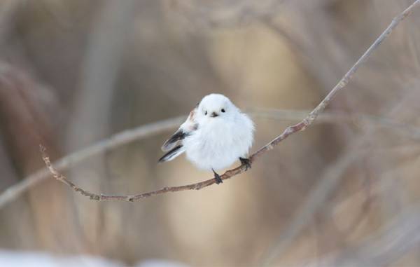 『シマエナガ』の大根おろしアートにメロメロ！　「もったいなくて食べられない…」