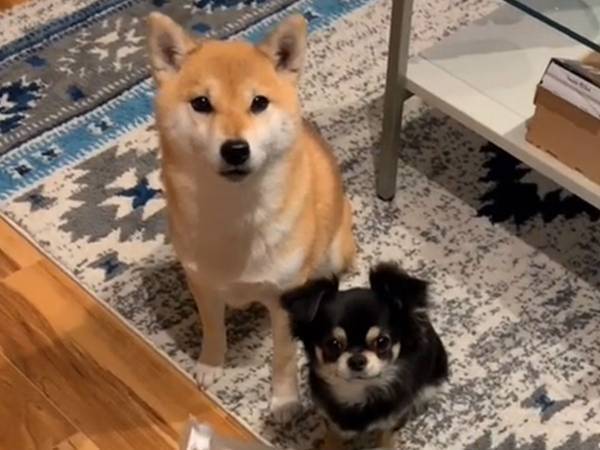 おやつを前に、飼い主を見つめる２匹の犬　「欲しいの？」と聞かれると…