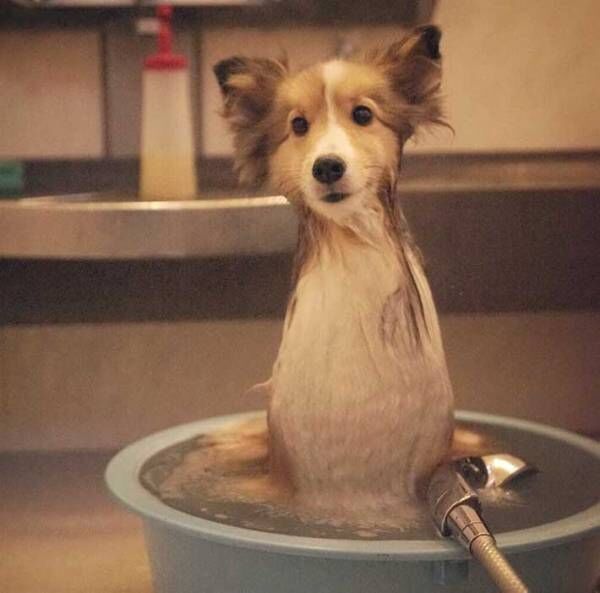 お風呂場で洗われていた犬　『エリンギ』そのものな姿がコチラ！