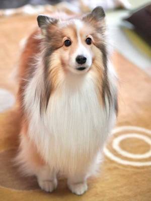 お風呂場で洗われていた犬　『エリンギ』そのものな姿がコチラ！