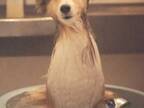 お風呂場で洗われていた犬　『エリンギ』そのものな姿がコチラ！