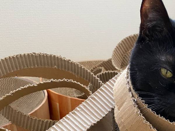 現行犯逮捕された『犯人』　破壊した爪とぎに囲まれ、見せた表情は…