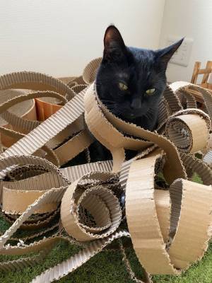 現行犯逮捕された『犯人』　破壊した爪とぎに囲まれ、見せた表情は…