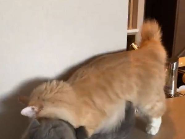 愛情表現が深い猫に…　飼い主「好きすぎてもはや食べてる」