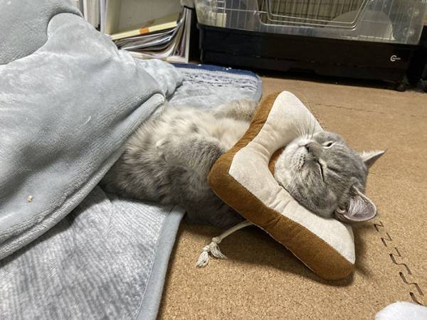 こたつに入る猫が、あまりにも人間すぎた　その光景に「前世は人間」「爆笑した」