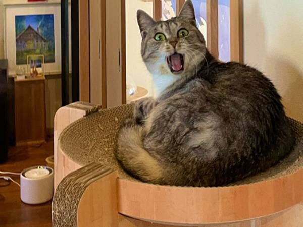 ギョッと驚く猫の奥にいたのは 情報量が多すぎる 22年2月12日 ウーマンエキサイト 1 2