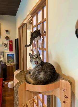 ギョッと驚く猫の奥にいたのは？　「情報量が多すぎる」