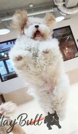 飼い主「エビフライになった我が子」　一体どういうことかというと？