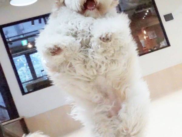 飼い主「エビフライになった我が子」　一体どういうことかというと？