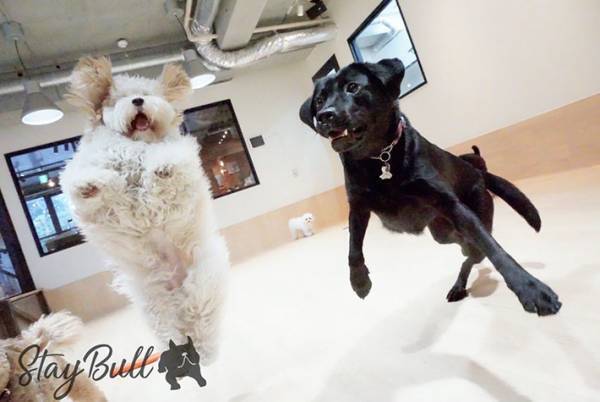 飼い主「エビフライになった我が子」　一体どういうことかというと？