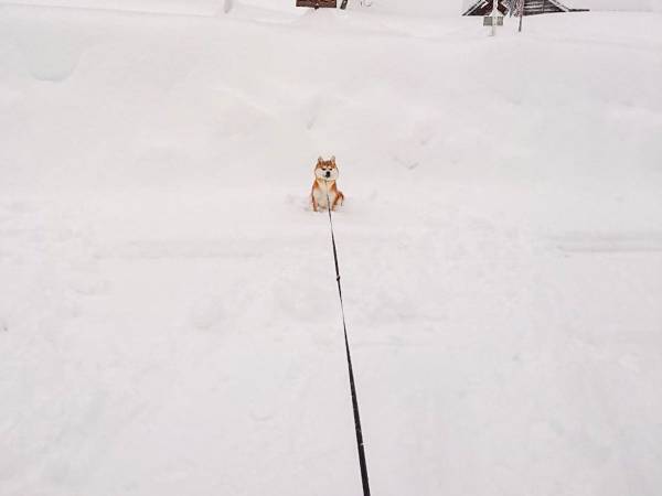 積雪の中、たたずむ柴犬　飼い主の切実なお願いにクスッ！