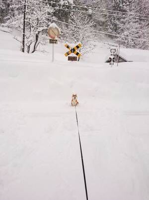 積雪の中、たたずむ柴犬　飼い主の切実なお願いにクスッ！