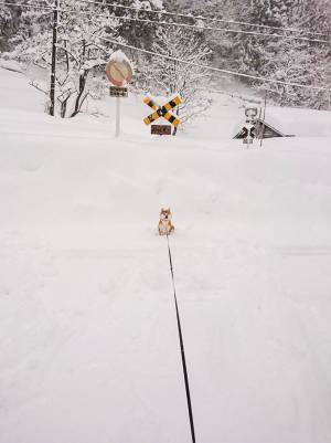積雪の中、たたずむ柴犬　飼い主の切実なお願いにクスッ！