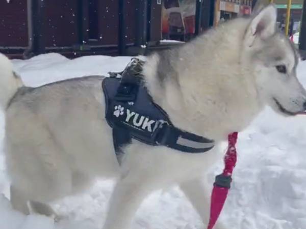 雪でテンションが上がりすぎたシベリアンハスキー　その姿に「本能か…！」「さすが」