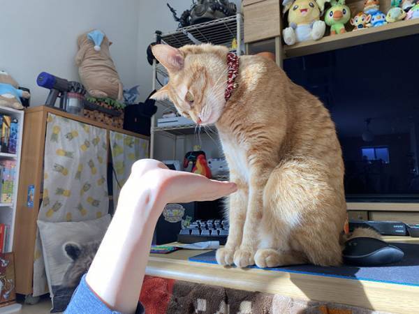 「違う、そうじゃない」　猫に『お手』をしたら、反応にツボる人が続出！