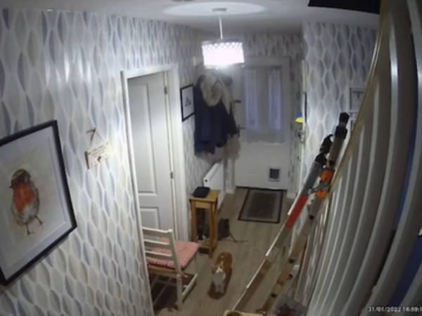 帰宅したことを家族に知らせる猫　その方法に２１０万『いいね』